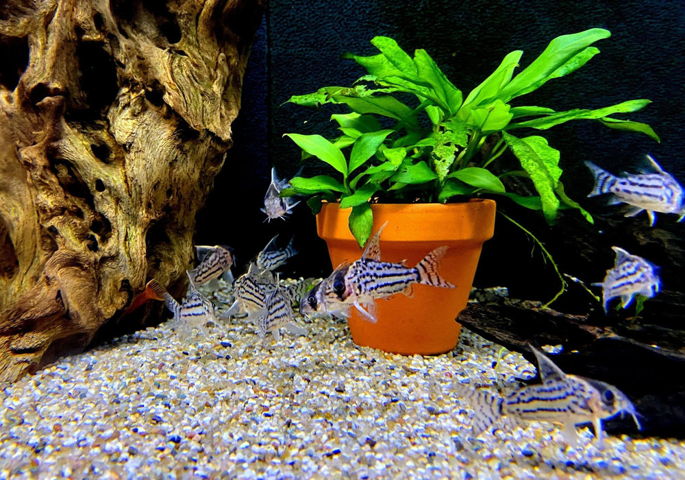 Augenstrichpanzerwels L - Corydoras schwartzi aqua-teck