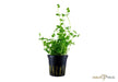 Bacopa australis aqua-teck