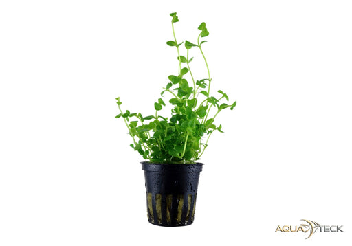 Bacopa australis aqua-teck