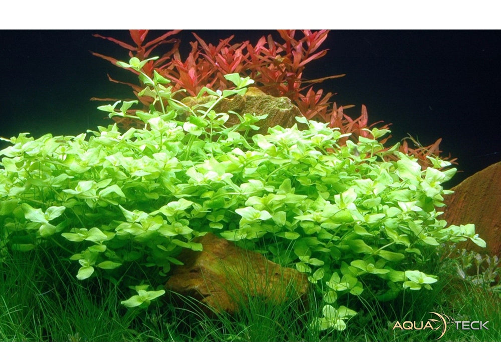 Bacopa australis aqua-teck