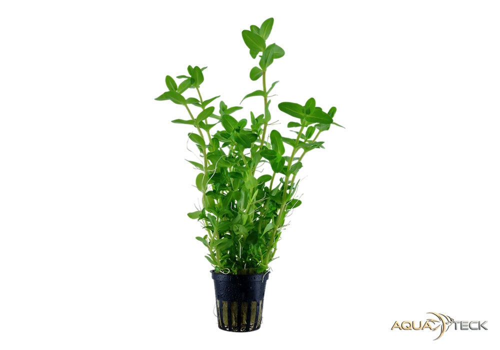 Bacopa Caroliniana