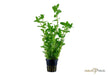 Bacopa Caroliniana