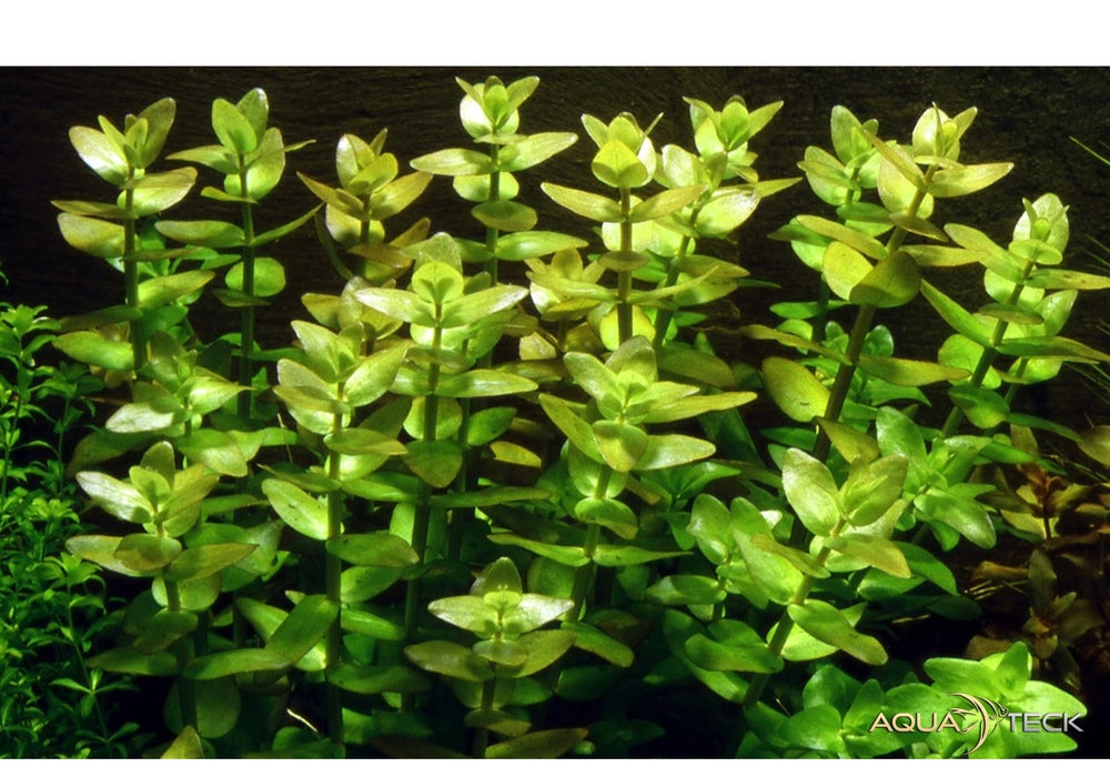 Bacopa Caroliniana