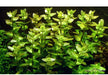 Bacopa Caroliniana