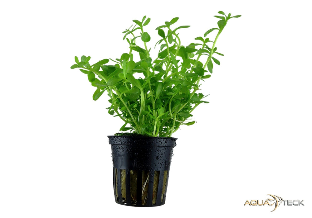 Bacopa monnieri 'Compact' aqua-teck