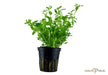 Bacopa monnieri 'Compact' aqua-teck