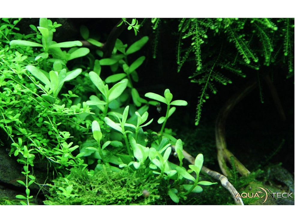 Bacopa monnieri 'Compact' aqua-teck