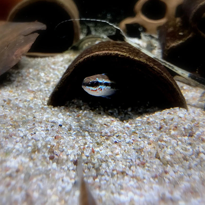 Augen auf bei den Materialien für Ihre Aquarium Höhle