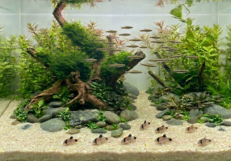 Aquariensand weiß fein (0,3-0,8 mm) 5kg image