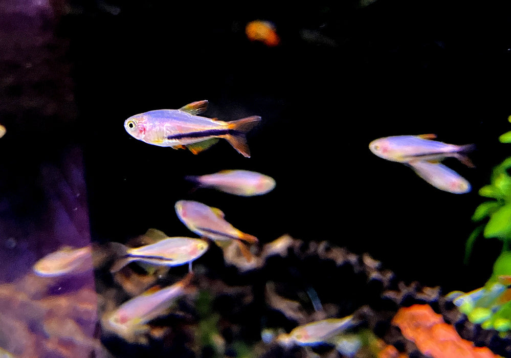 Black Arrow Königssalmler - Inpaichthys luizae