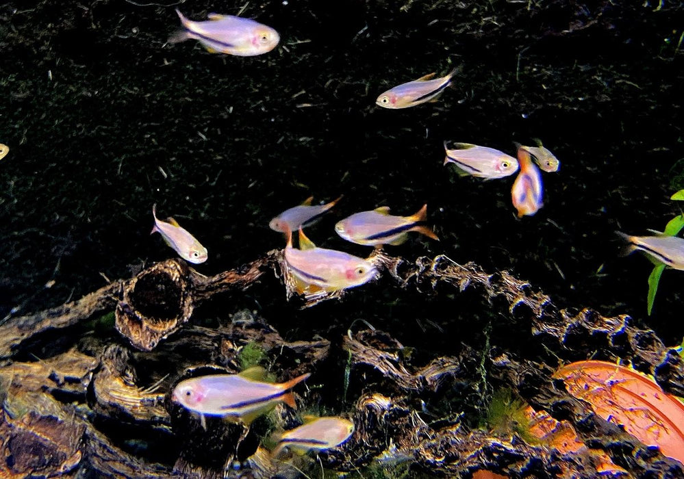 Black Arrow Königssalmler - Inpaichthys luizae