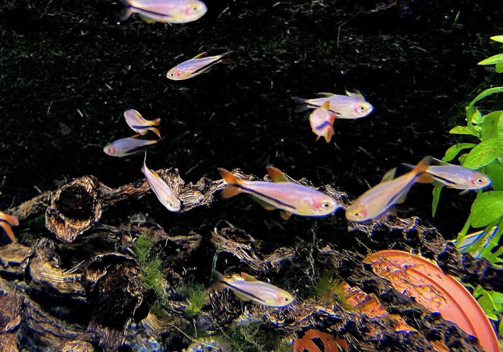 Black Arrow Königssalmler - Inpaichthys luizae