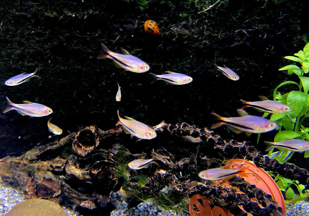 Black Arrow Königssalmler - Inpaichthys luizae