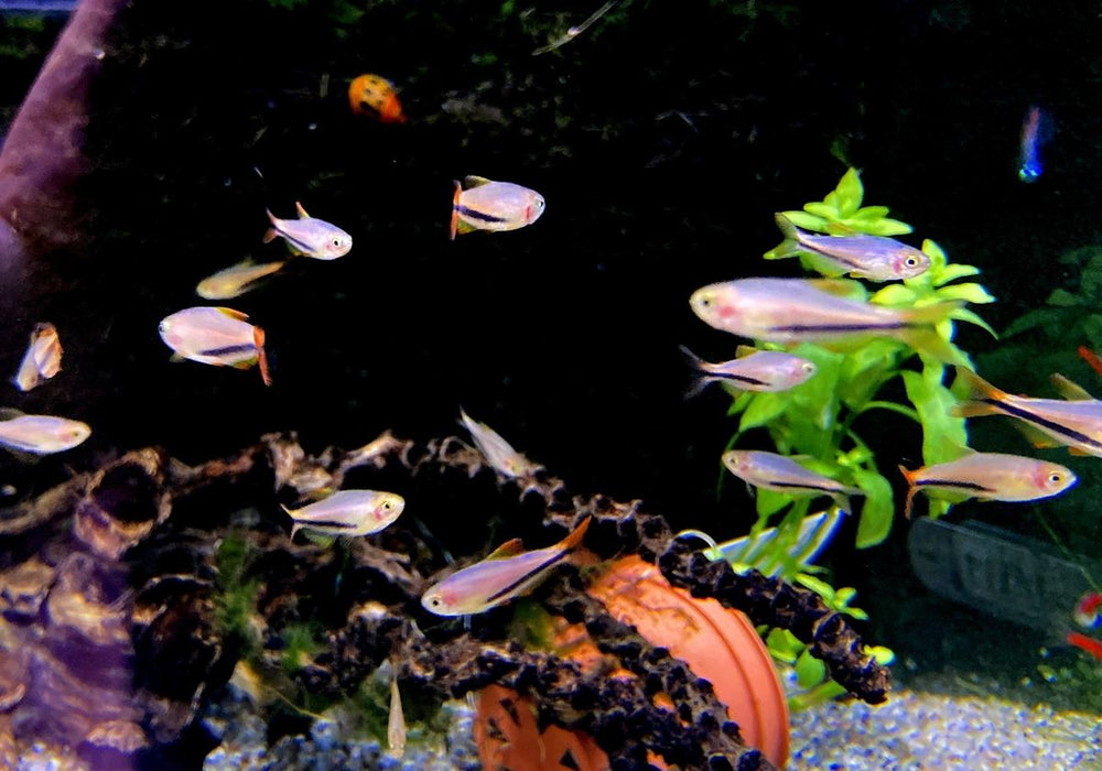 Black Arrow Königssalmler - Inpaichthys luizae