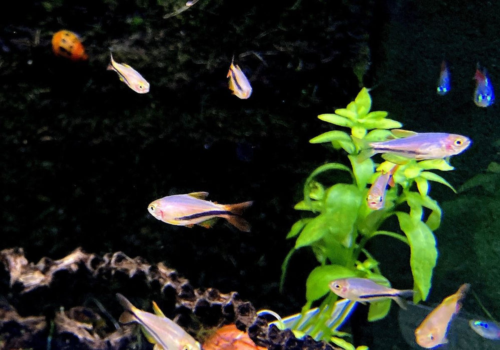 Black Arrow Königssalmler - Inpaichthys luizae