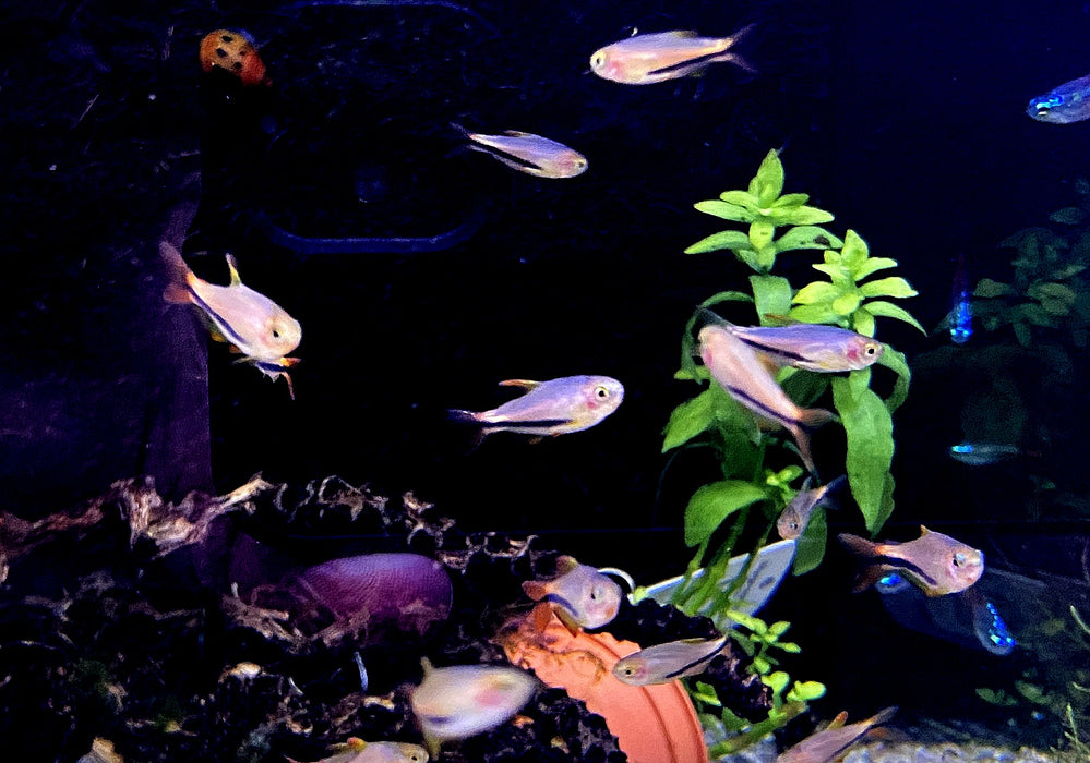 Black Arrow Königssalmler - Inpaichthys luizae