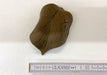 Blatt aus Keramik Gr. 1