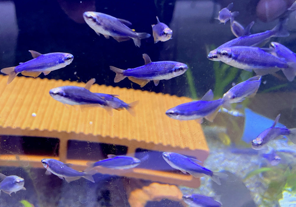 20x Blauer Königssalmler SONDERPREIS - Inpaichthys kerri SUPER BLUE