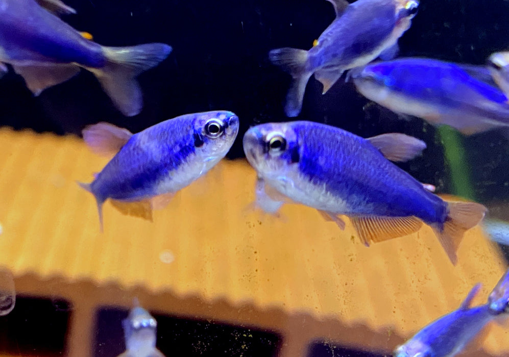 20x Blauer Königssalmler SONDERPREIS - Inpaichthys kerri SUPER BLUE