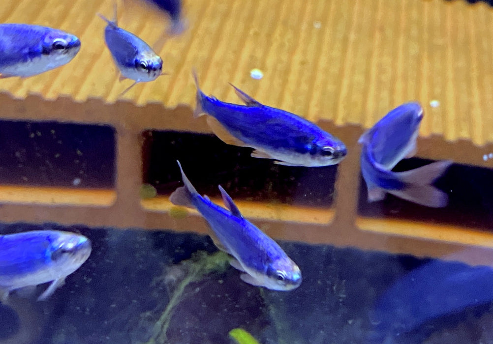 Blauer Königssalmler - Inpaichthys kerri SUPER BLUE