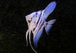 Blauer Marmor-  Blue Marble-Skalar - Pterophyllum scalare