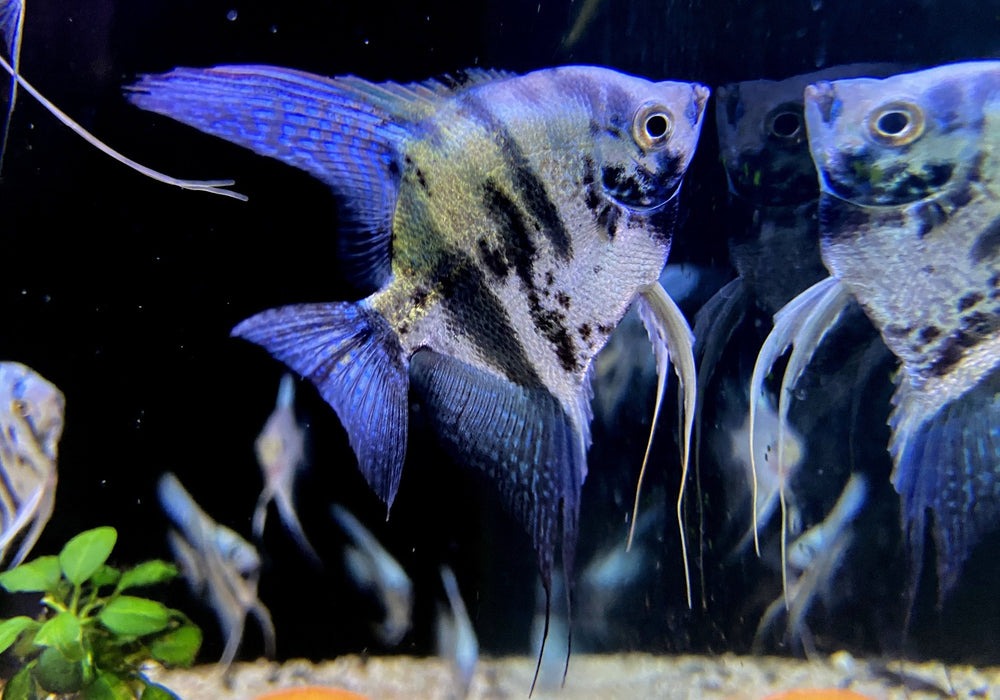 Blauer Marmor-  Blue Marble-Skalar - Pterophyllum scalare