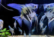 Blauer Marmor-  Blue Marble-Skalar - Pterophyllum scalare