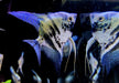 Blauer Marmor-  Blue Marble-Skalar - Pterophyllum scalare
