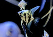 Blauer Marmor-  Blue Marble-Skalar - Pterophyllum scalare