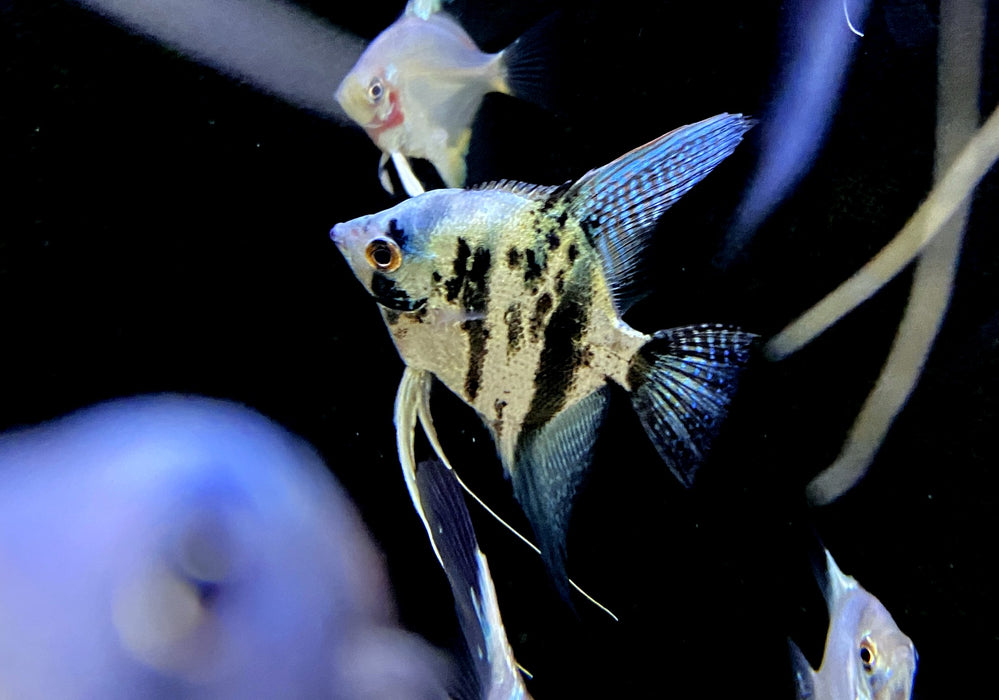 Blauer Marmor-  Blue Marble-Skalar - Pterophyllum scalare