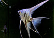 Blauer Marmor-  Blue Marble LYRATAIL Skalar - Pterophyllum scalare
