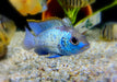 zzz SONDERPREIS - Blaupunktbuntbarsch "neon blue" - Andinoacara pulcher