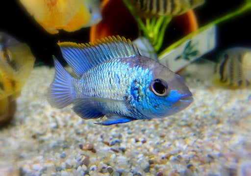 zzz SONDERPREIS - Blaupunktbuntbarsch "neon blue" - Andinoacara pulcher