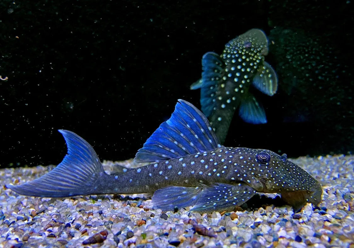 Blauer L-Wels mit hellen Punkten am Kiesboden im Aquarium als versteckte Schönheit