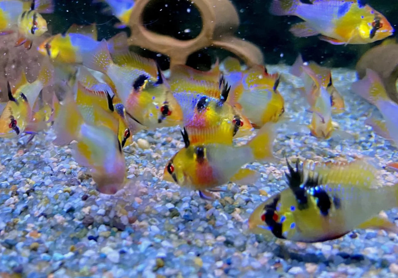Kleiner Salmlerschwarm vor grünen Wasserpflanzen über Kiesboden im Aquarium