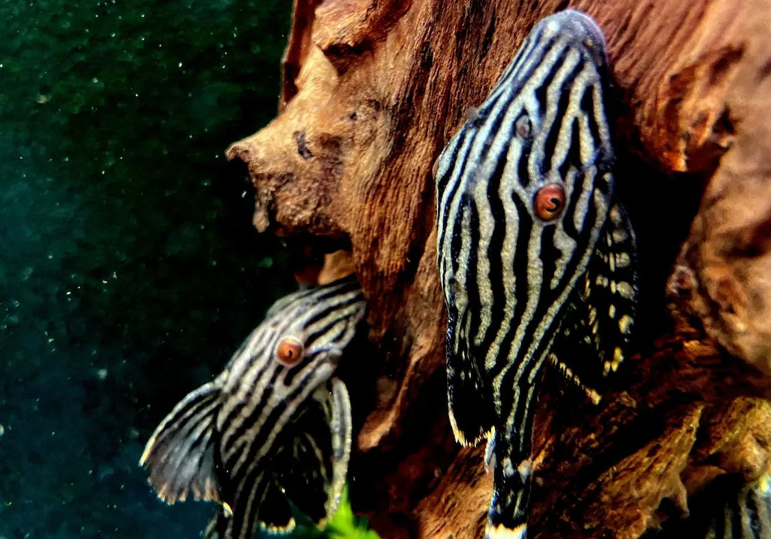 Gestreifte L-Welse an Wurzelholz im Aquarium als versteckte Schönheiten