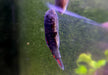 Bloody Mary-Flossensauger - Gastromyzon sp. "Bloody Mary" aqua-teck