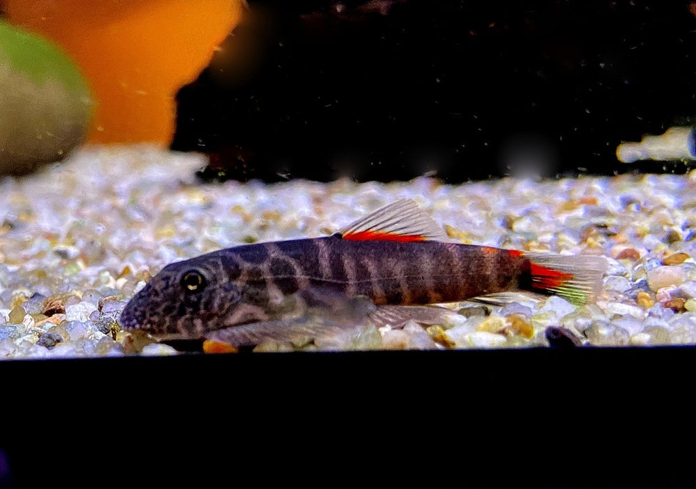 Bloody Mary-Flossensauger - Gastromyzon sp. "Bloody Mary" aqua-teck
