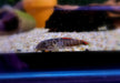 Bloody Mary-Flossensauger - Gastromyzon sp. "Bloody Mary" aqua-teck
