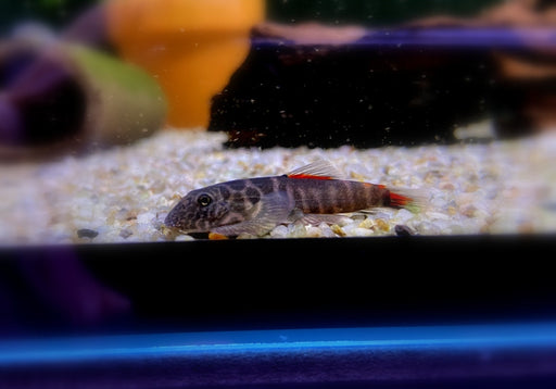 Bloody Mary-Flossensauger - Gastromyzon sp. "Bloody Mary" aqua-teck