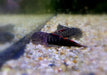 Bloody Mary-Flossensauger - Gastromyzon sp. "Bloody Mary" aqua-teck