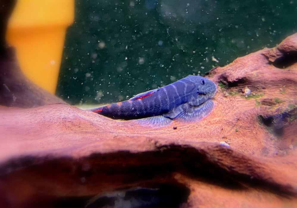 Bloody Mary-Flossensauger - Gastromyzon sp. "Bloody Mary" aqua-teck