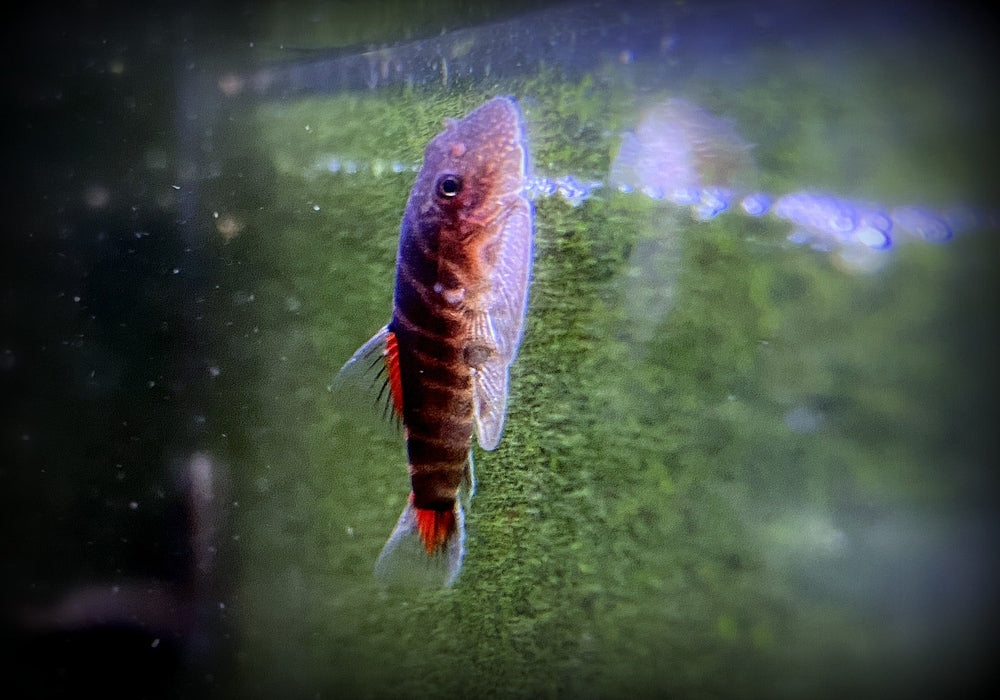 Bloody Mary-Flossensauger - Gastromyzon sp. "Bloody Mary" aqua-teck