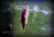 Bloody Mary-Flossensauger - Gastromyzon sp. "Bloody Mary" aqua-teck