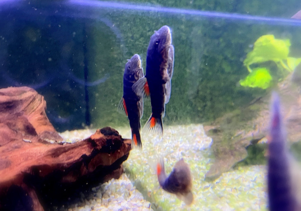 Bloody Mary-Flossensauger - Gastromyzon sp. "Bloody Mary" aqua-teck