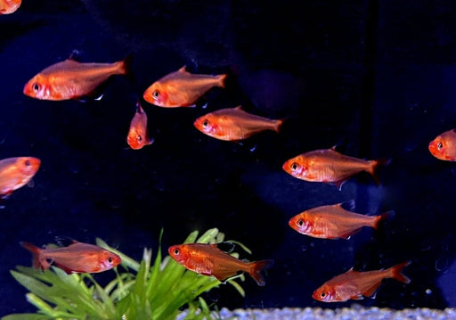Blutsalmler / Serpasalmler - Hyphessobrycon eques / serpae aqua-teck