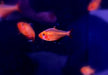 Blutsalmler / Serpasalmler - Hyphessobrycon eques / serpae aqua-teck