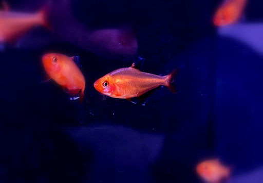 Blutsalmler / Serpasalmler - Hyphessobrycon eques / serpae aqua-teck