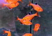 Blutsalmler / Serpasalmler - Hyphessobrycon eques / serpae aqua-teck