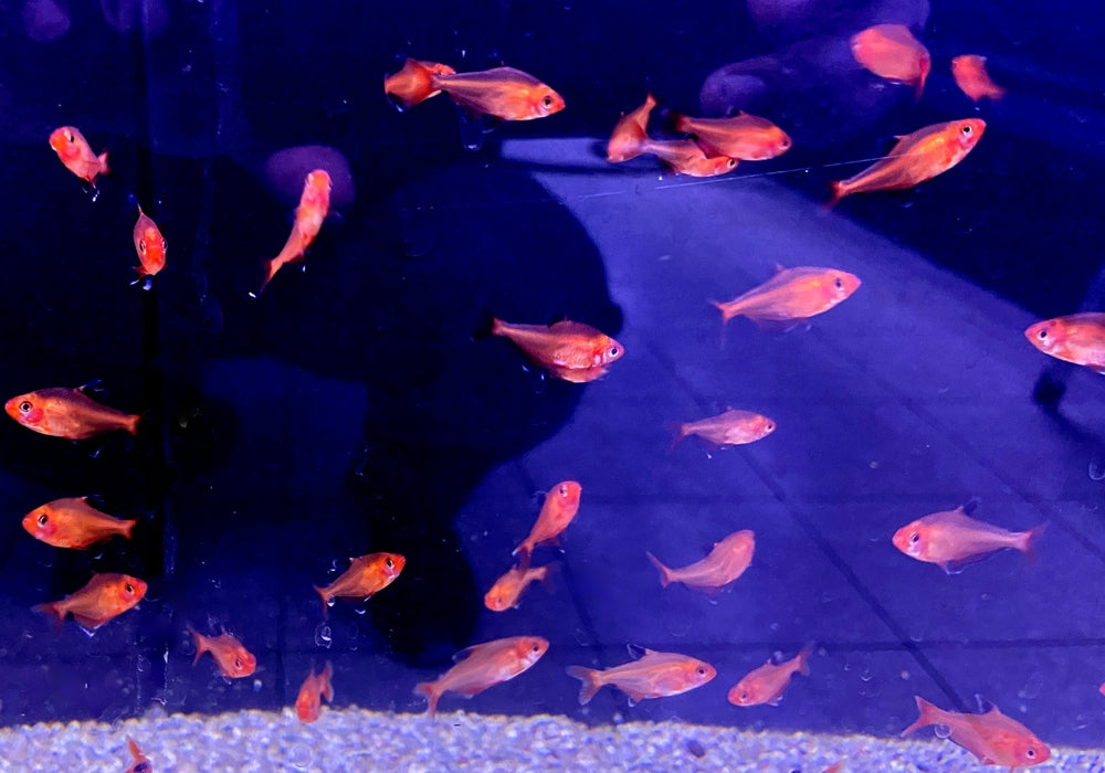 Blutsalmler / Serpasalmler - Hyphessobrycon eques / serpae aqua-teck